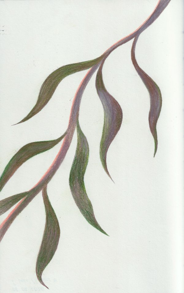 A Branch